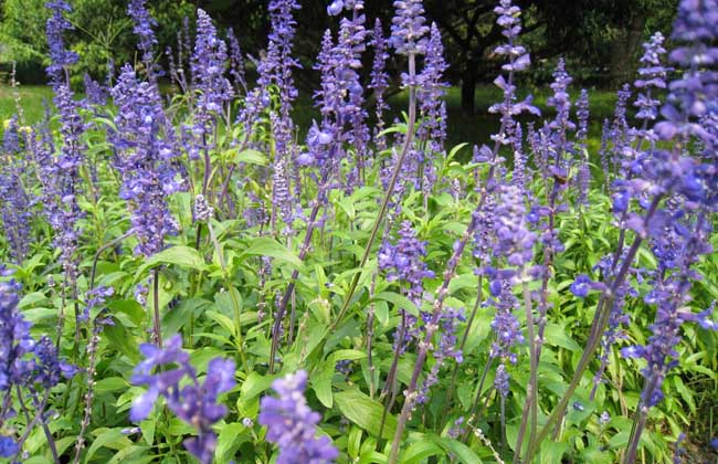 蓝花鼠尾草花期多长？