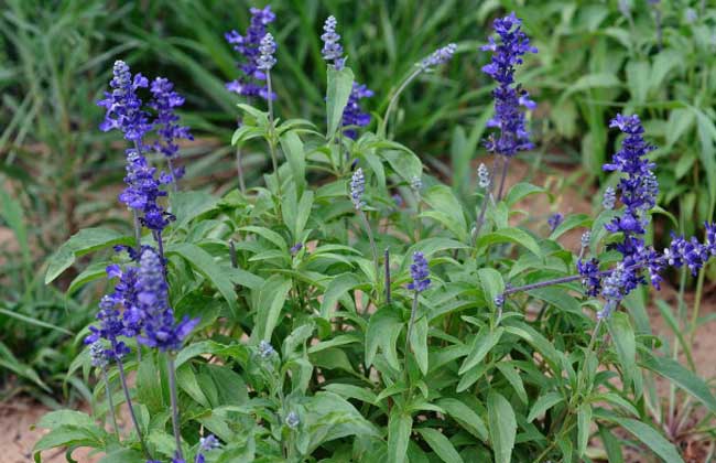 蓝花鼠尾草花期多长？