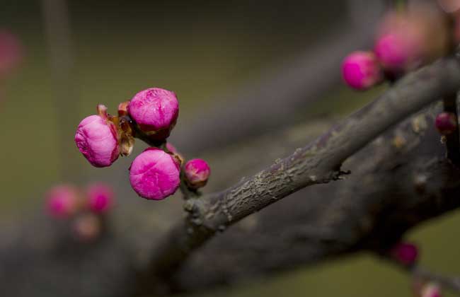 家里养梅花好吗？