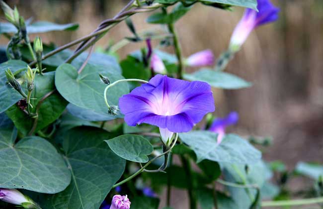 牵牛花什么时候种植？