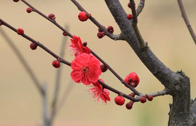 梅花什么时候开花？