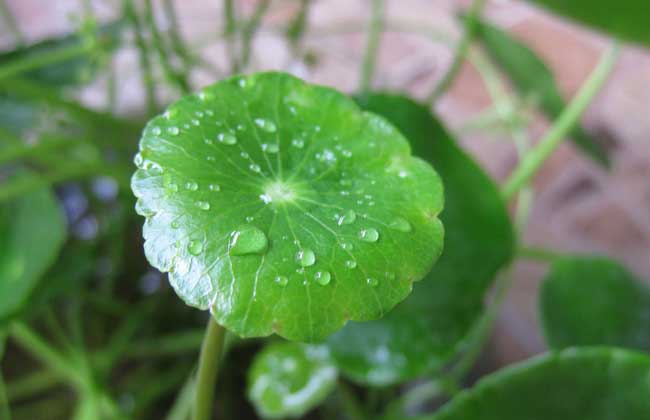 铜钱草繁殖办法