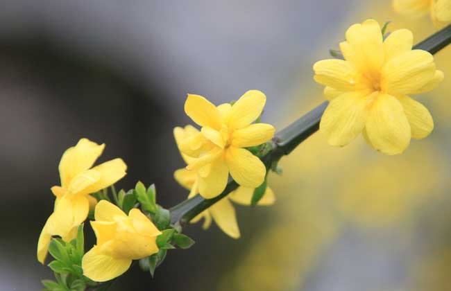 迎春花的花语和传说