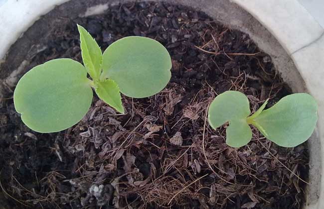 (图:凤仙花发芽)春天是凤仙花播种好时节,可以去花鸟市场中买些种子来