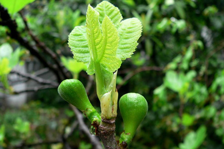 阳台无花果种植办法