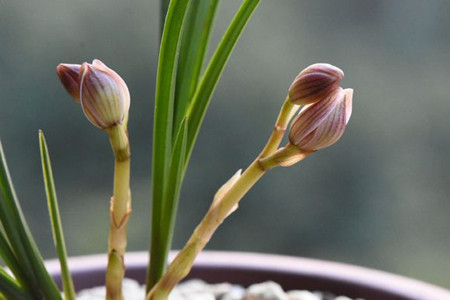 兰花有花苞了怎么养护