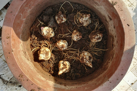 怎么样种植百合花