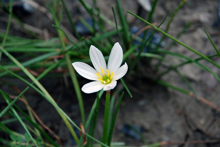 兰花开花期施什么肥