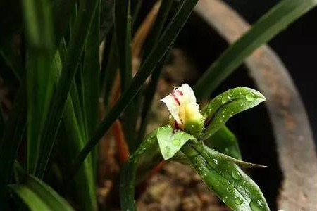 兰花开花期施什么肥