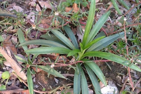 水仙花不开花解决办法