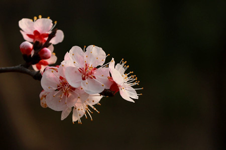 杏花开在什么季节