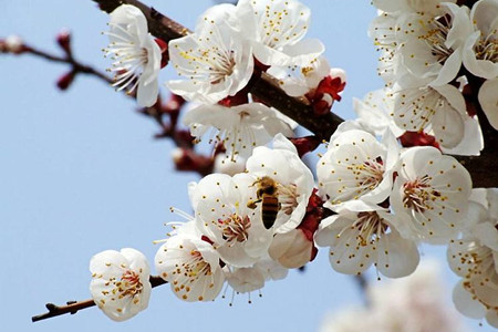 杏花开在什么季节