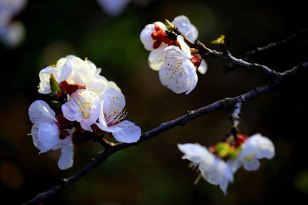 杏花开在什么季节