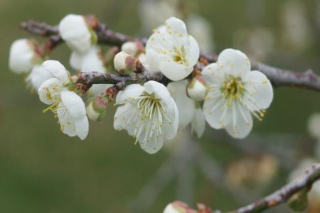 春节开花的有哪些花