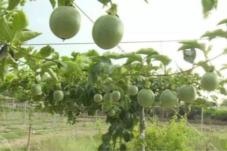 黄金百香果有几个品种，种植技术和注意些什么