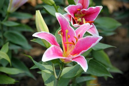 百合花什么季节地栽，秋天种能开花吗？