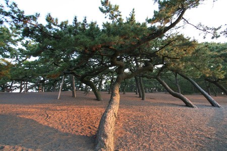 松树生长在什么地方