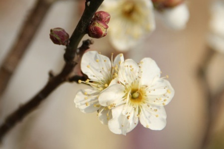 梅花品种及介绍