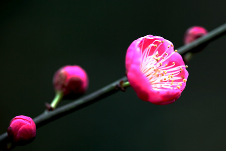 梅花品种及介绍