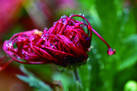 菊花是啥季节开花（附品种简介）