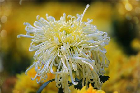 菊花是啥季节开花（附品种简介）