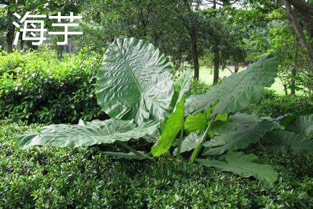 海芋和滴水观音的区别