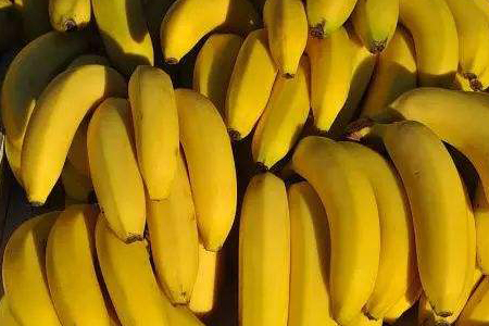 香蕉的种类及介绍内含品种图