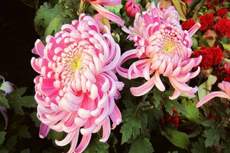 菊花种类及名称（花径、花季、花型、花色）