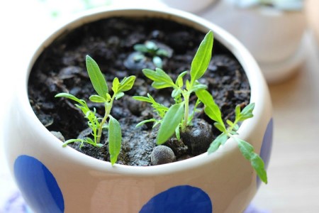 格桑花怎么种植室内可以种植吗