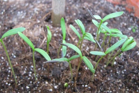 格桑花要年年种植吗，每年基本都会开吗？