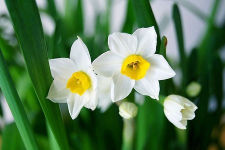 水仙花怎么种植