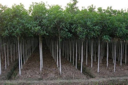 苗木种植的技术规范（土壤、移植和栽培）