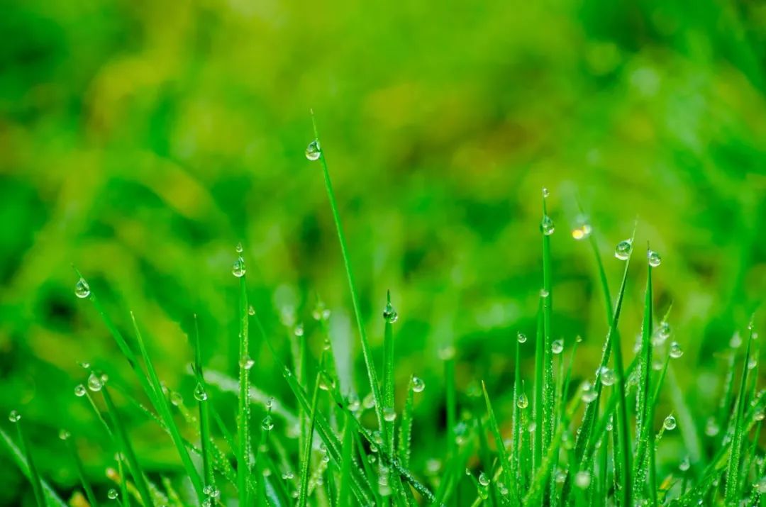 明日谷雨，在一场细雨中与春天告别