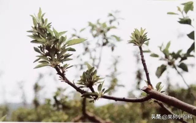 小叶病的表现症状及防治办法！病枝应该如何管