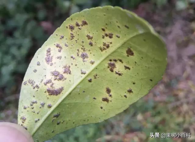 高温多雨，柑橘脂点黄斑病又又又来了！