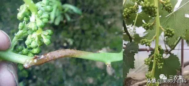 葡萄花期总是烂穗烂花？谨防穗轴褐枯病，花期遇雨更要留意