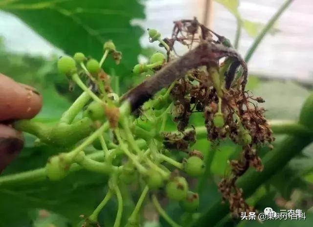 葡萄花期总是烂穗烂花？谨防穗轴褐枯病，花期遇雨更要留意