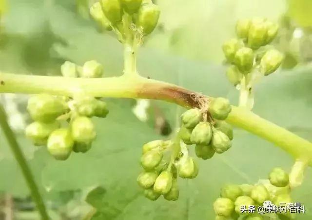 葡萄花期总是烂穗烂花？谨防穗轴褐枯病，花期遇雨更要留意