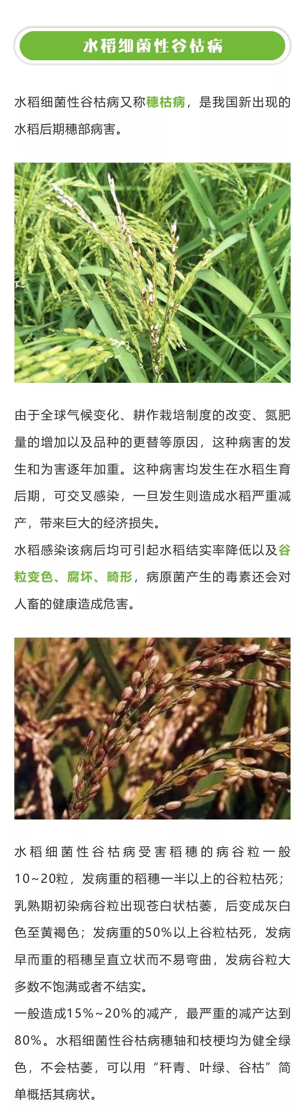 水稻细菌性病害小知识 发病初期准确判断很关键