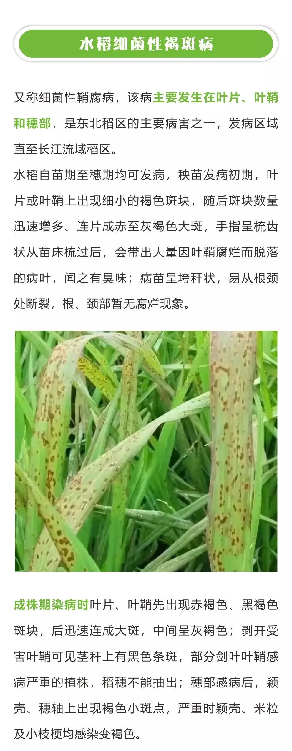 水稻细菌性病害小知识 发病初期准确判断很关键