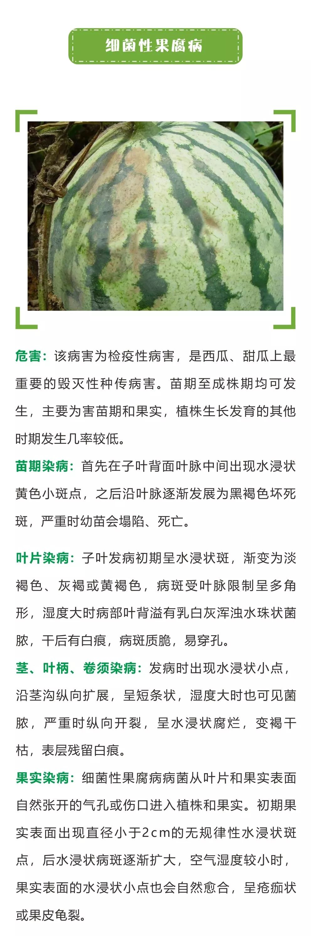 西甜瓜细菌性病害大汇总！不得不防！