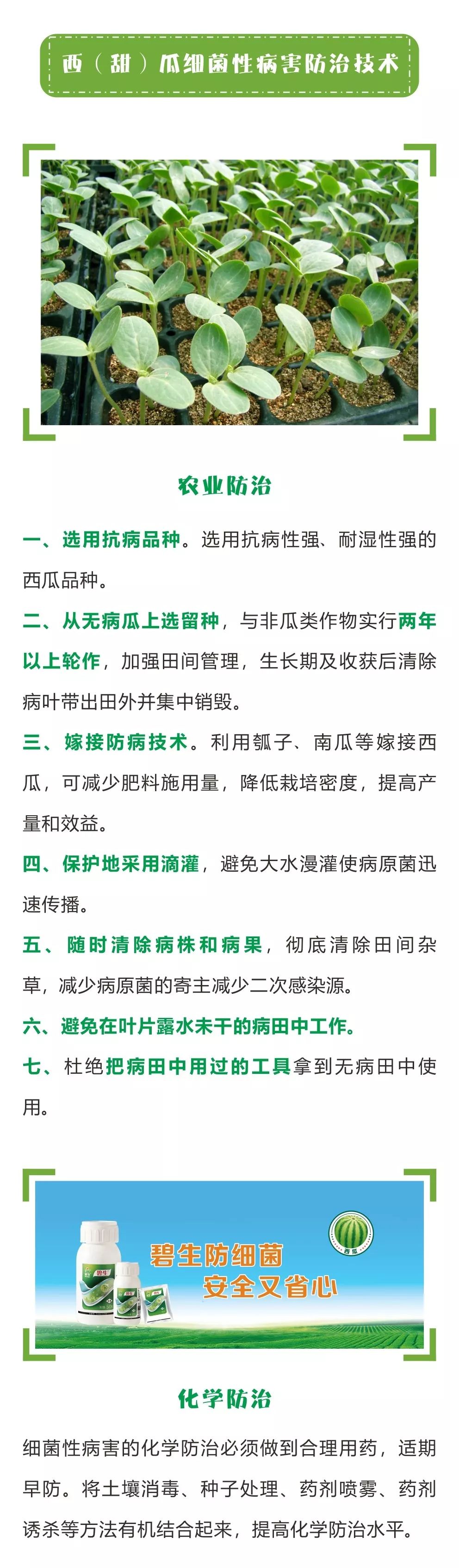 西甜瓜细菌性病害大汇总！不得不防！