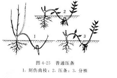 栀子花如何繁殖 压条法