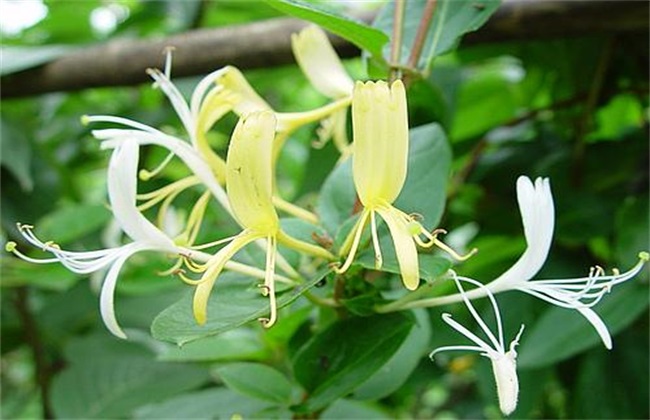 金银花种植要点