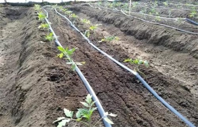 在大棚种植番茄的情况下,应在每个垄之间铺设大约两条上下的滴灌管.