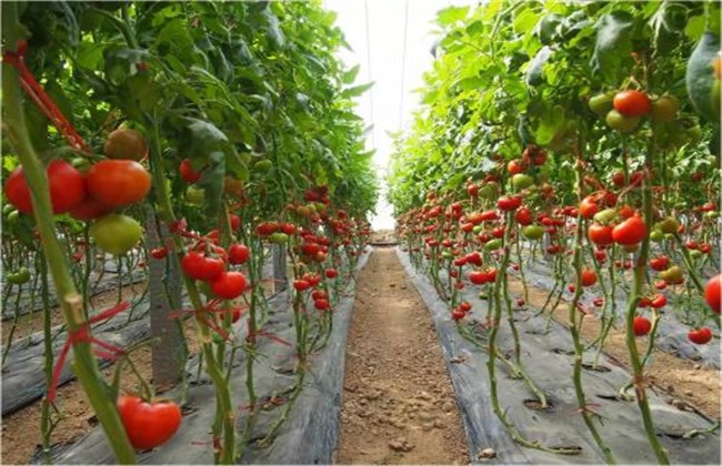 番茄滴灌施肥技术