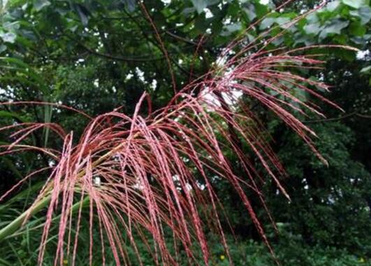 五节芒有什么功效和作用 五节芒怎么去除