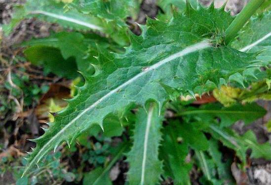 花叶滇苦菜能不能吃花叶滇苦菜怎么食用