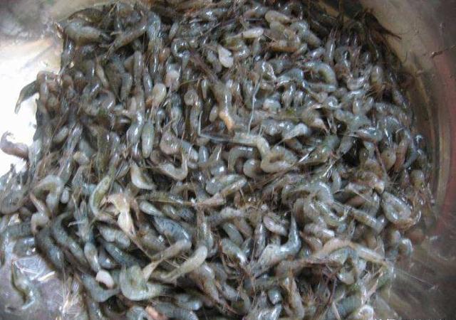 农村河水草里的小虾一厘米左右,请问叫什么虾,能长多大?