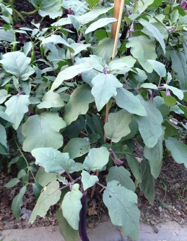 怎么种植茄子长得大？